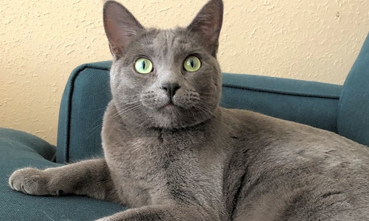 4 cool kitties to adopt now in Albuquerque