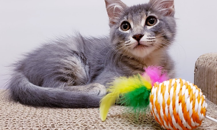 4 cute-as-can-be kittens to adopt now in Mesa