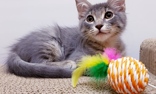 4 cute-as-can-be kittens to adopt now in Mesa