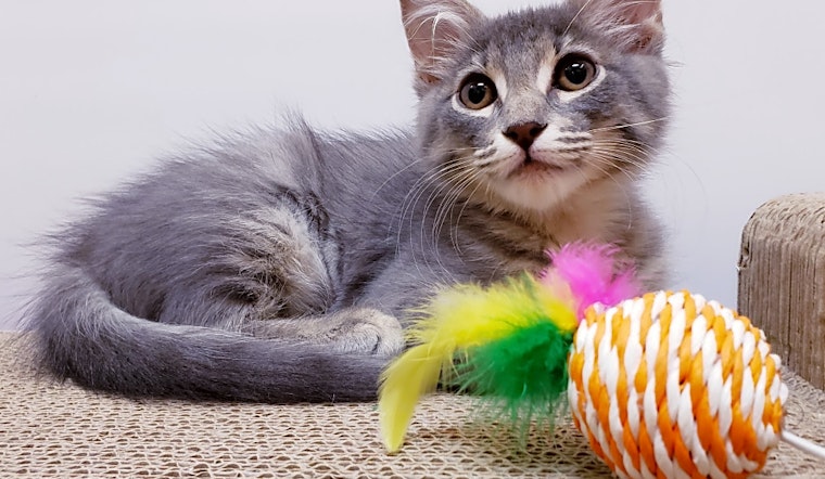 4 cute-as-can-be kittens to adopt now in Mesa
