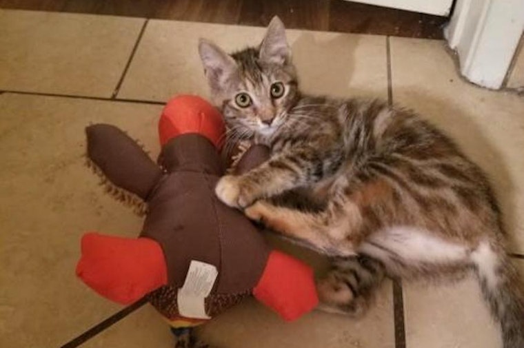 5 cute-as-can-be kittens to adopt now in Tucson