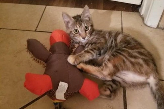 5 cute-as-can-be kittens to adopt now in Tucson