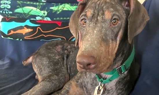 7 lovable pups to adopt now in Louisville