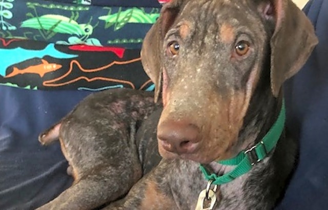 7 lovable pups to adopt now in Louisville