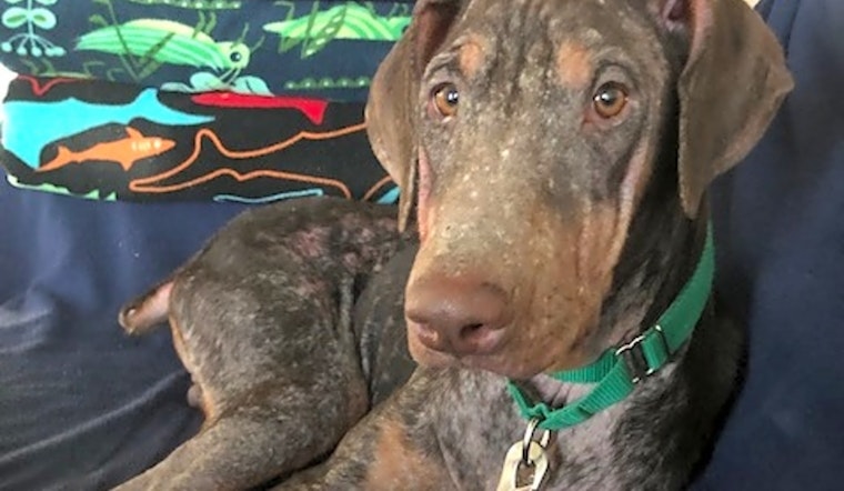 7 lovable pups to adopt now in Louisville