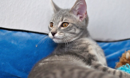 These Raleigh-based kittens are up for adoption and in need of a good home