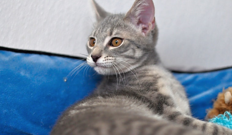 These Raleigh-based kittens are up for adoption and in need of a good home