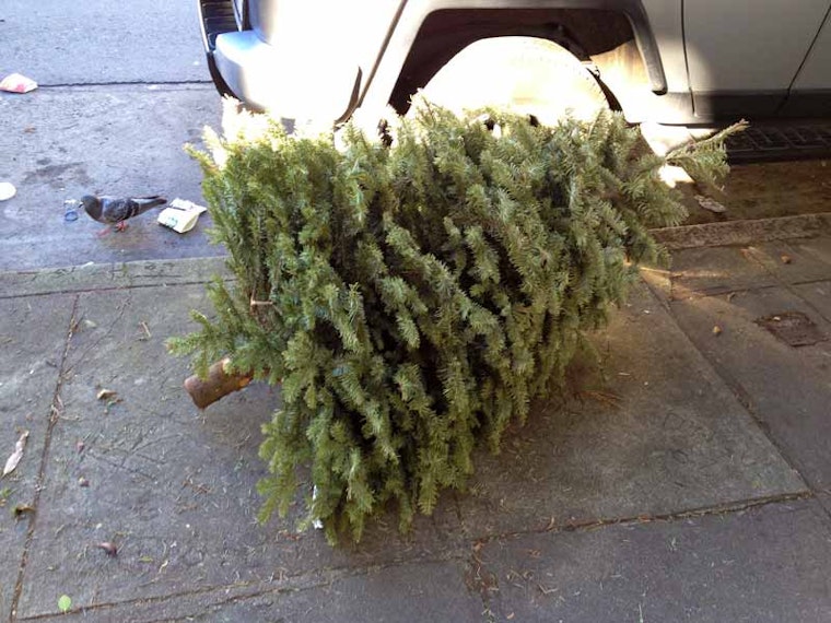 Christmas Trees. Still. Really.