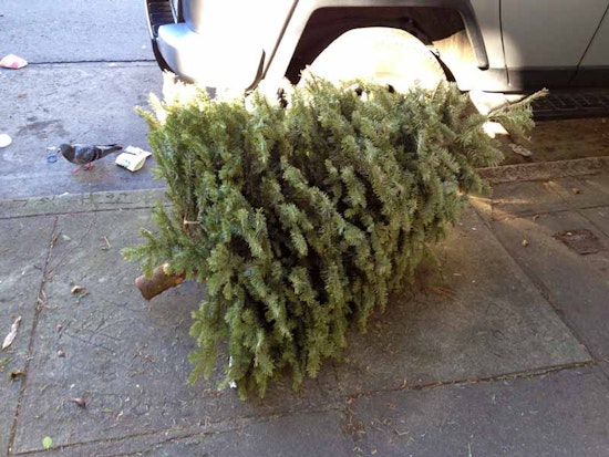 Christmas Trees. Still. Really.