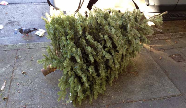 Christmas Trees. Still. Really.