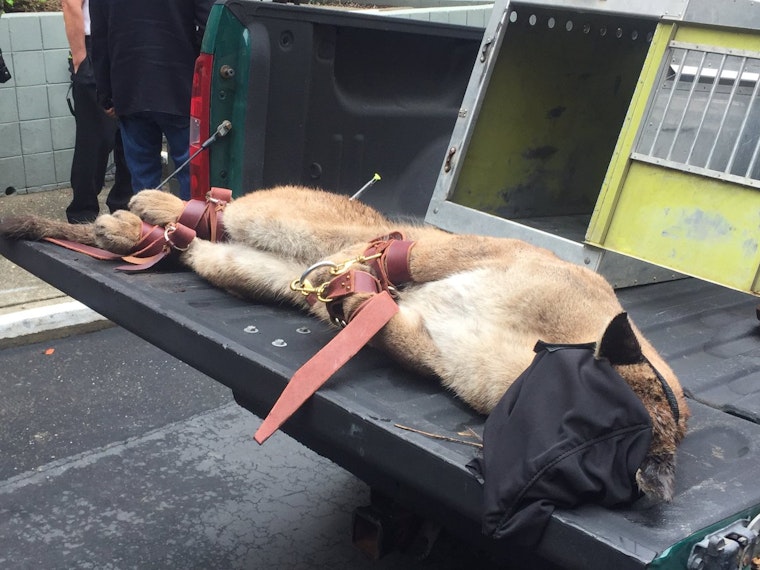 The Lion Sleeps Tonight: Cougar Tranquilized In Diamond Heights