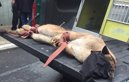 The Lion Sleeps Tonight: Cougar Tranquilized In Diamond Heights