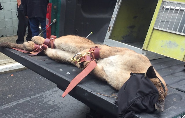 The Lion Sleeps Tonight: Cougar Tranquilized In Diamond Heights