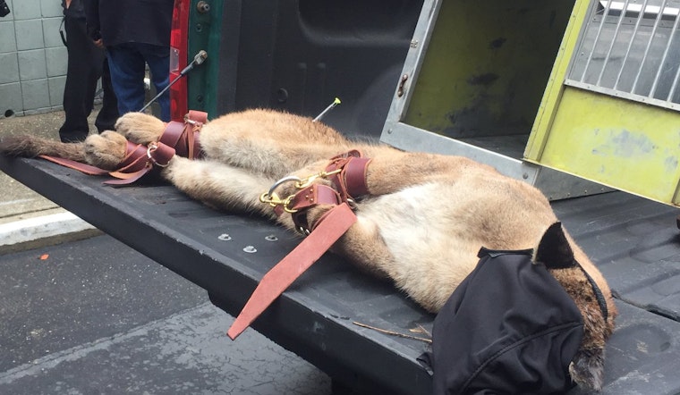 The Lion Sleeps Tonight: Cougar Tranquilized In Diamond Heights