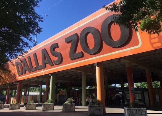 Top Dallas news: Local cub might have inspired ‘Lion King’ moves; victim shot in eye; more
