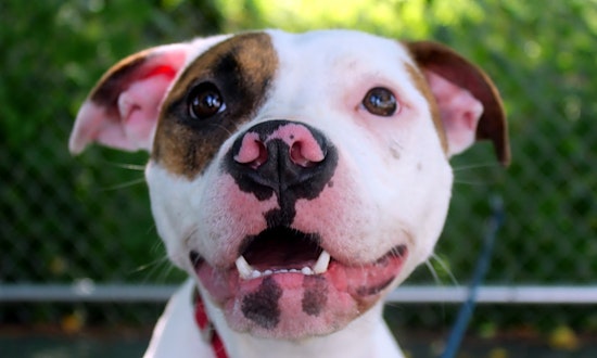 6 delightful doggies to adopt now in Jersey City