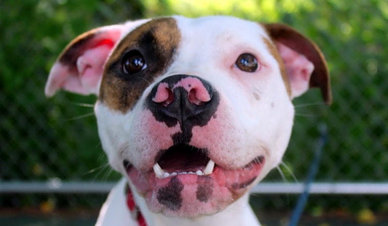 6 delightful doggies to adopt now in Jersey City