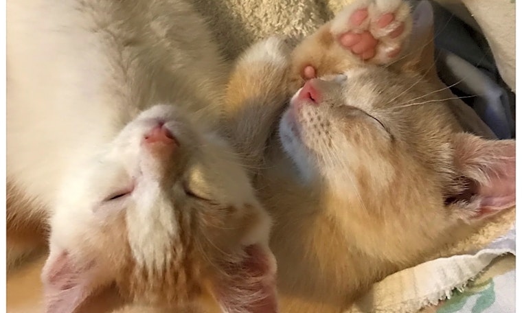 These Philadelphia-based kittens are up for adoption and in need of a good home