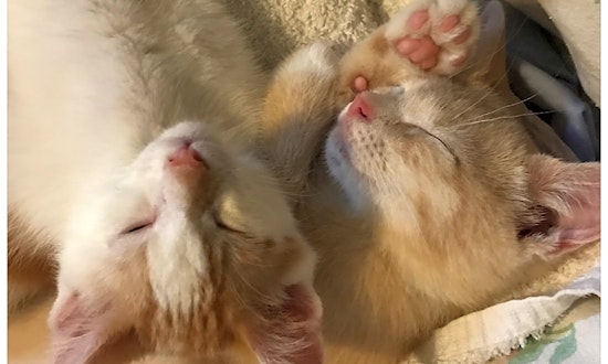 These Philadelphia-based kittens are up for adoption and in need of a good home