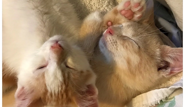 These Philadelphia-based kittens are up for adoption and in need of a good home