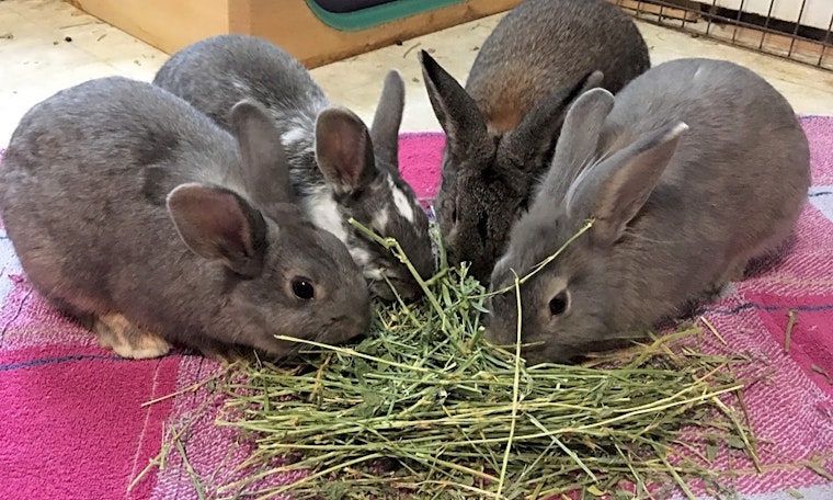 The cutest rabbits up for adoption in Baltimore