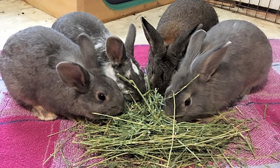 The cutest rabbits up for adoption in Baltimore