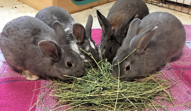 The cutest rabbits up for adoption in Baltimore