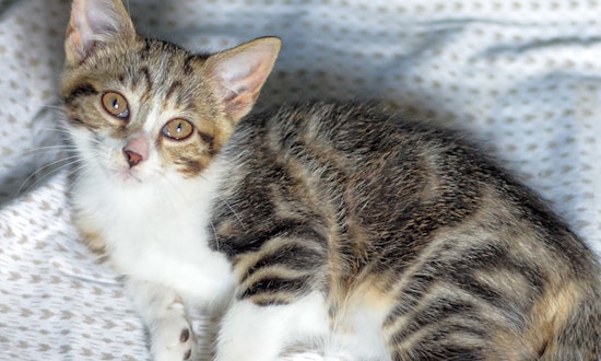Looking to adopt a pet? Here are 4 fluffy felines to adopt now in Columbus