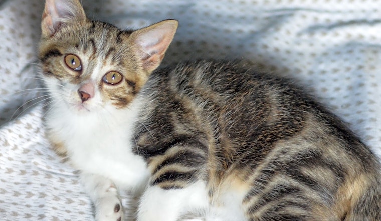 Looking to adopt a pet? Here are 4 fluffy felines to adopt now in Columbus