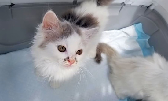 These Lexington-based kittens are up for adoption and in need of a good home