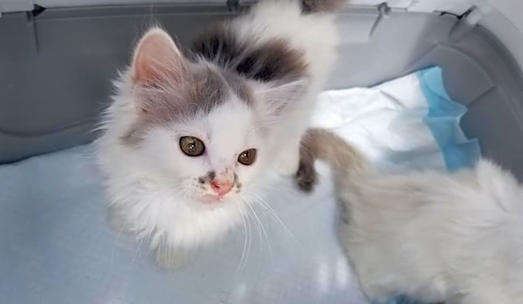 These Lexington-based kittens are up for adoption and in need of a good home