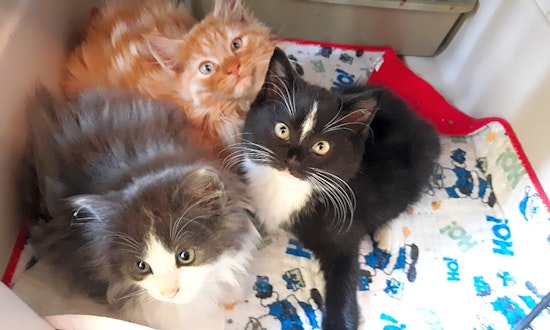 Want to adopt a pet? Here are 4 fluffy felines to adopt now in Charlotte