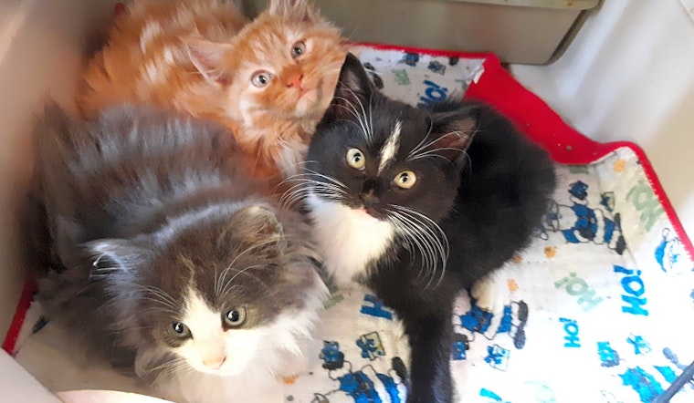 Want to adopt a pet? Here are 4 fluffy felines to adopt now in Charlotte