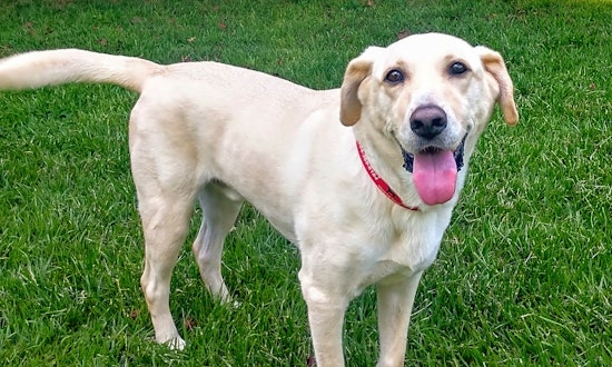 These Atlanta-based doggies are up for adoption and in need of a good home