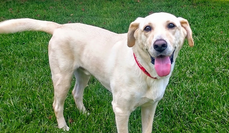 These Atlanta-based doggies are up for adoption and in need of a good home