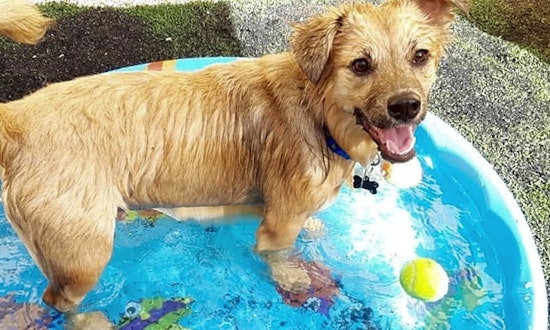 7 lovable pups to adopt now in New Orleans