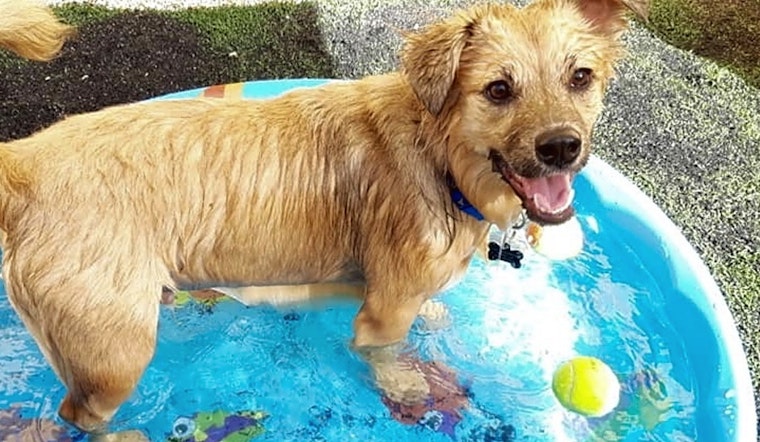 7 lovable pups to adopt now in New Orleans