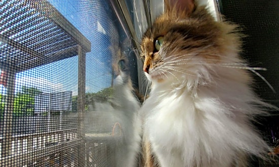 Want to adopt a pet? Here are 6 cool kitties to adopt now in Houston