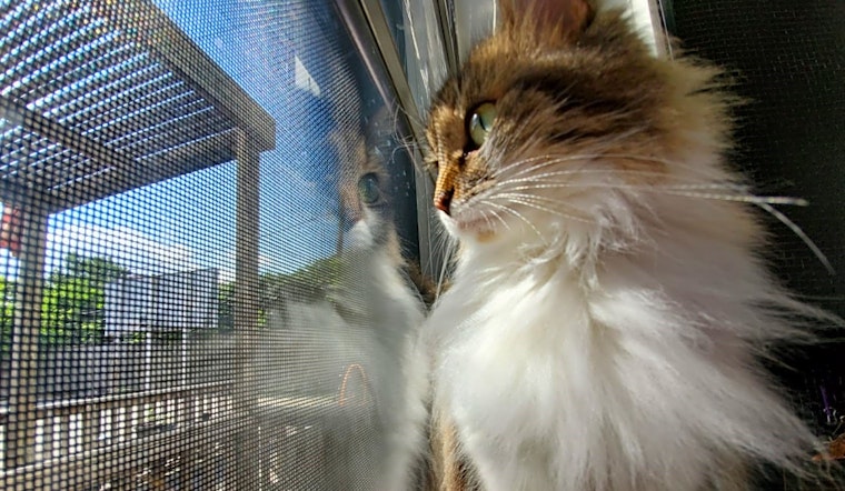 Want to adopt a pet? Here are 6 cool kitties to adopt now in Houston