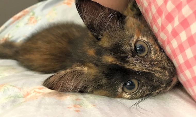 Always wanted a cat? Here are 7 cuddly kittens to adopt now in Dallas