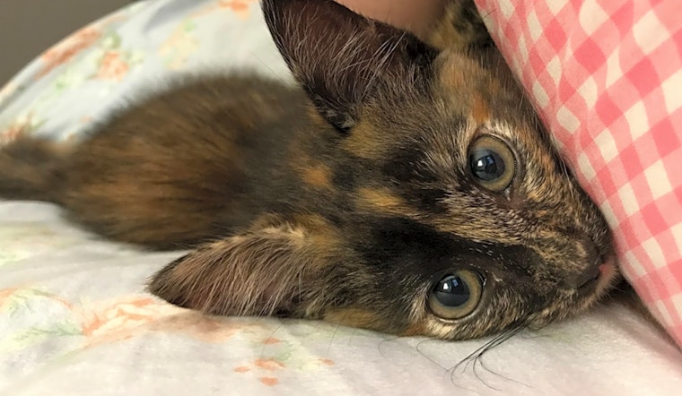Always wanted a cat? Here are 7 cuddly kittens to adopt now in Dallas