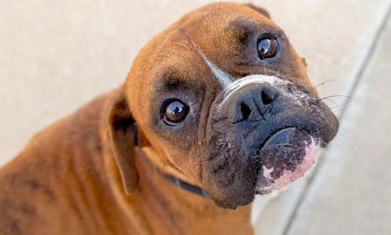 These Austin-based dogs are up for adoption and in need of a good home