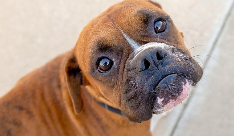 These Austin-based dogs are up for adoption and in need of a good home
