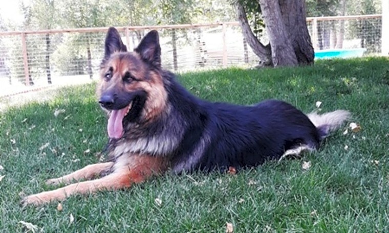 Looking to adopt a pet? Here are 7 lovable pups to adopt now in Denver