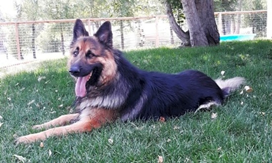 Looking to adopt a pet? Here are 7 lovable pups to adopt now in Denver