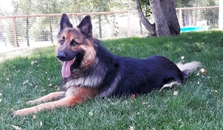 Looking to adopt a pet? Here are 7 lovable pups to adopt now in Denver