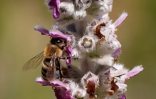 Pollen Nation: Inside 'The Ranch At Dogtown'