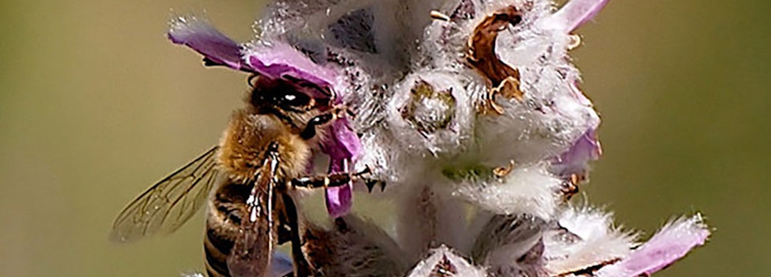 Pollen Nation: Inside 'The Ranch At Dogtown'
