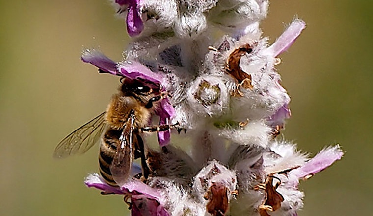 Pollen Nation: Inside 'The Ranch At Dogtown'