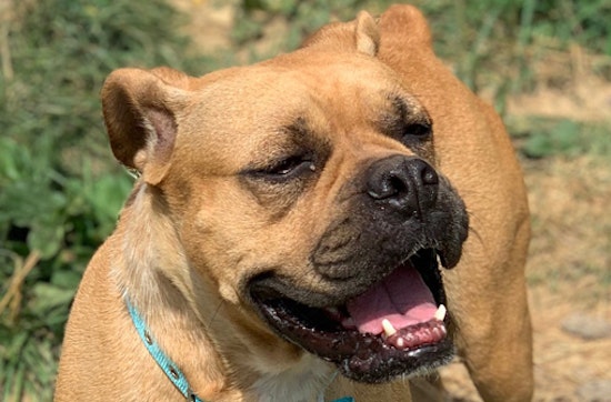 Looking to adopt a pet? Here are 6 lovable pups to adopt now in Lexington